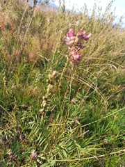 Onobrychis viciifolia