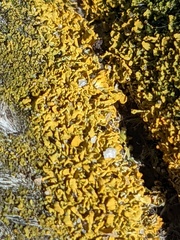 Xanthorioideae