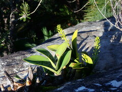 Dendrobium speciosum