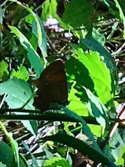 Thecla betulae