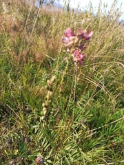 Onobrychis viciifolia