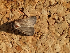 Agrotis segetum