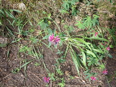 Trifolium lupinaster