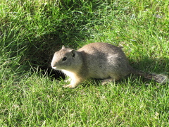 Urocitellus beldingi