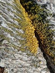 Xanthorioideae