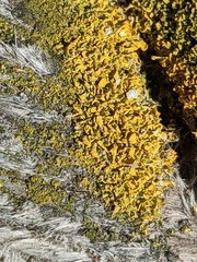 Xanthorioideae
