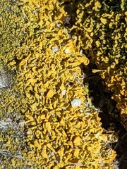 Xanthorioideae