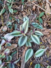 Tradescantia zebrina