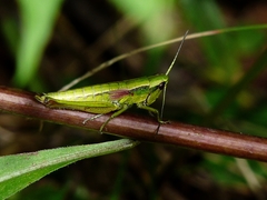 Euthystira brachyptera