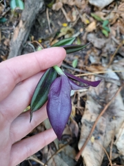 Tradescantia zebrina
