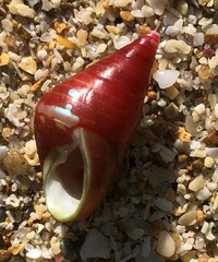 Phasianotrochus eximius