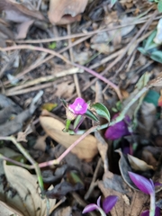Tradescantia zebrina
