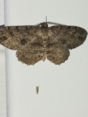 Melanolophia