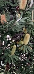 Anthochaera chrysoptera