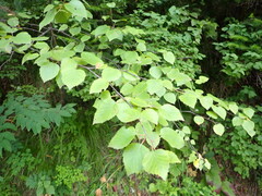 Betula platyphylla