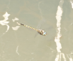 Hemicordulia australiae