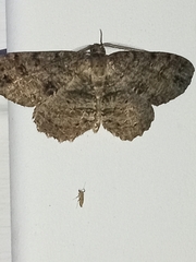 Melanolophia