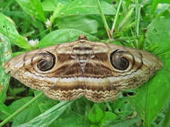 Spirama