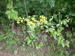 Bupleurum aureum