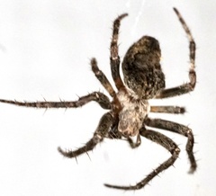 Eustala anastera