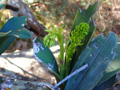 Dendrobium speciosum