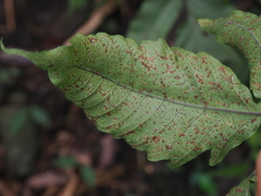 Tectaria polymorpha