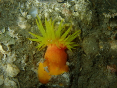 Tubastraea coccinea