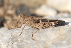 Aiolopus strepens