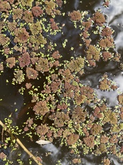 Azolla pinnata