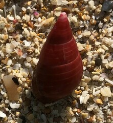 Phasianotrochus eximius