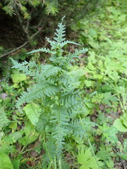 Pedicularis incarnata