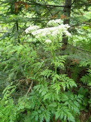 Pleurospermum uralense