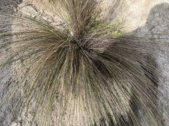 Austrostipa stipoides