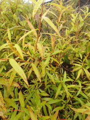 Salix udensis