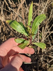 Baccharis salicifolia