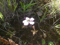 Drosera zeyheri