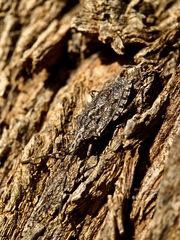 Alcaeus varicornis