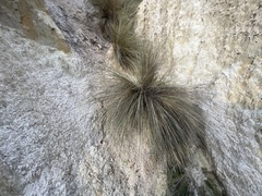 Austrostipa stipoides