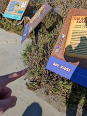 Baccharis salicifolia