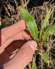 Baccharis salicifolia