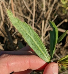 Baccharis salicifolia