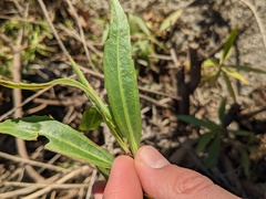 Baccharis salicifolia