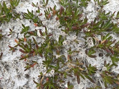 Disphyma crassifolium
