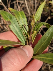 Baccharis salicifolia