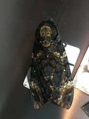 Acherontia atropos