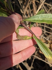 Baccharis salicifolia