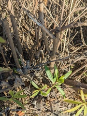 Baccharis salicifolia