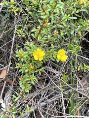 Hibbertia empetrifolia