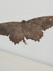 Hypagyrtis