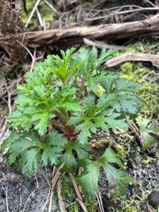 Trachymene composita